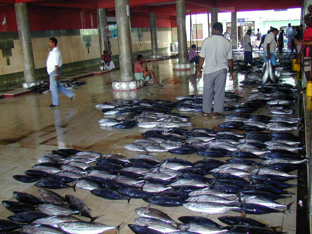 Mal . March au poissons
