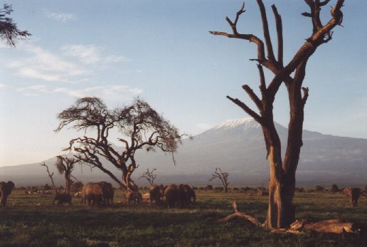 Amboseli Park