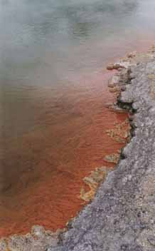Champagne pool